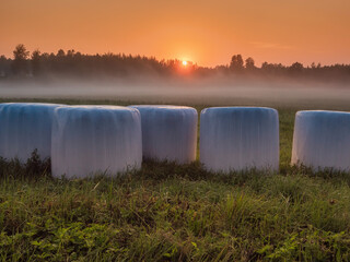 Bales of hey wrapped in white plastic in a field at sunrise. Nobody. Calm and relaxed nature scene...