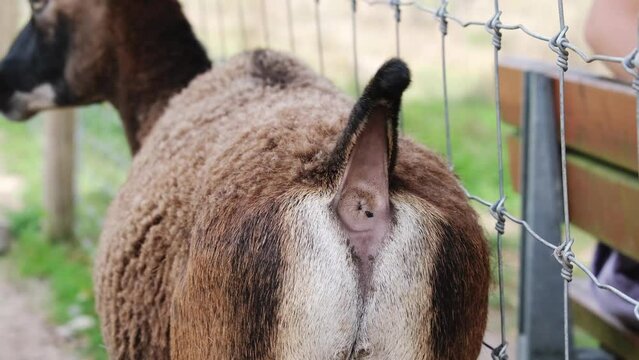 Extreme close-up brown mouflon wagging his tail. Butt, tail and anus of a mouflon. Wild animal or mammal anatomy. Biology concept. 4K