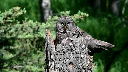 Great grey owl nest in the wild