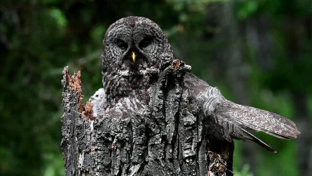 Great grey owl nest in the wild