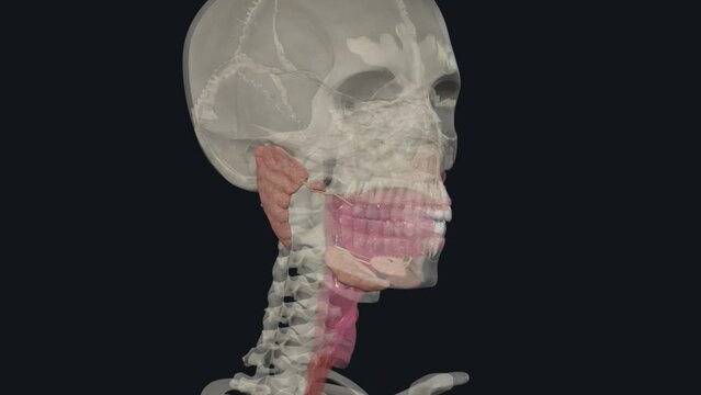 Sublabially รูปภาพSublingual – เลือกดูภาพถ่ายสต็อก เวกเตอร์ และวิดีโอ1,362 | Adobe ...