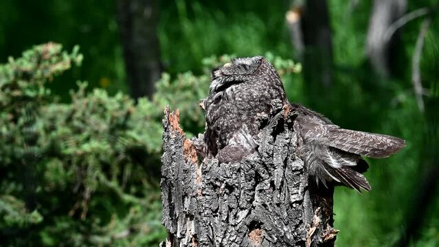 Great grey owl nest in the wild