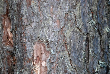 Tree trunk close up. A pine tree with a wide long stem grew in the forest. Its trunk is covered...