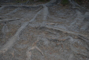 Pine roots on a forest road. Water and wind washed away part of the earth, exposing the long curved roots of the tree. The roots grow in different directions intertwining with each other.