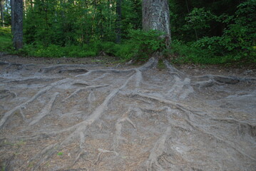 Pine roots on a forest road. Water and wind washed away part of the earth, exposing the long curved...