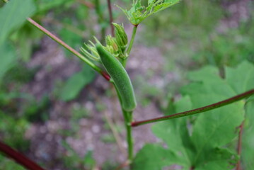 収穫時期のオクラ
