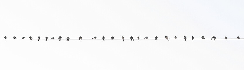 Western house martin flock on wire isolated on white 