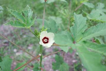 オクラの花びら