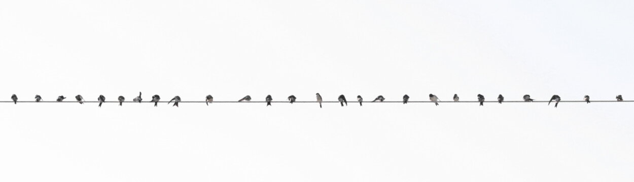 Western house martin flock on wire isolated on white 