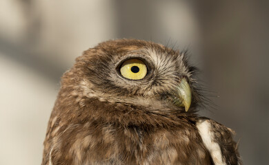 Little owl (Athene noctua), also known as the owl of Athena or owl of Minerva.