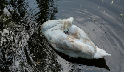 The mute swan (Cygnus olor). The bird swims on the water surface of the pond.