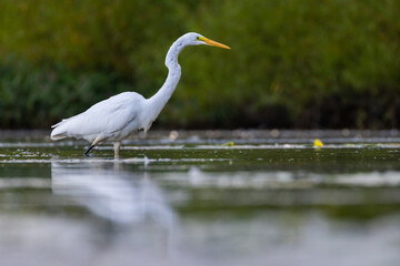 great egret (Ardea alba) fishing