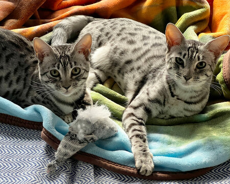 silver savannah cats at rest