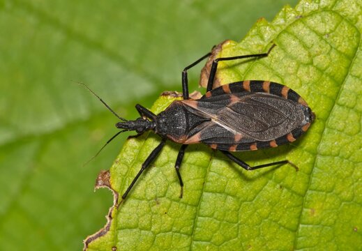 Eastern Bloodsucking Conenose Kissing Bug Triatoma sanguisuga Chagas disease carrier on leaf.