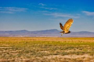 Burrowing Owl 17
