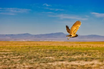 Deurstickers Burrowing Owl 17 © Logan