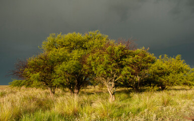 Calden forest landscape, Prosopis Caldenia plants, La Pampa province, Patagonia, Argentina.