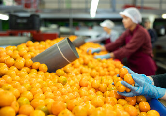 Sorting line worker at agricultural processing factory checking ripe mandarin oranges, cropped shot © JackF