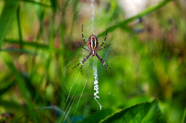 spider wasp in natural conditions. spider (Argiope bruennichi) on a web. insects