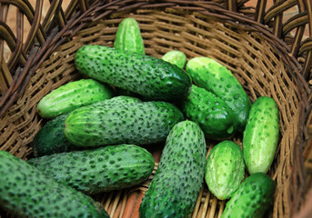 cucumbers in a wooden basket. harvest of fresh cucumbers, vegetables