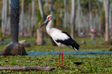 Maguari Stork, La Estrella marsh, Nature Reserve, Formosa Province, Argentina.