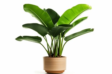 Tropical plant, potted banana palm on white background. Generative AI