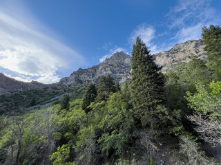 Fototapeta na wymiar utah mountains under a blue sky with trees