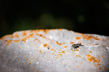 robber fly sitting on a grey and orange granite rock, rock canyon, utah
