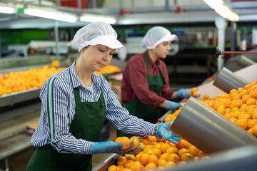 Focused female sorter working on citrus sorting line in agricultural produce processing factory, checking ripe mandarins © JackF