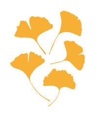 It is a leaf illustration of a ginkgo tree, a tree representing autumn. Ginkgo leaves are yellow fallen leaves, and the fruit can be eaten.