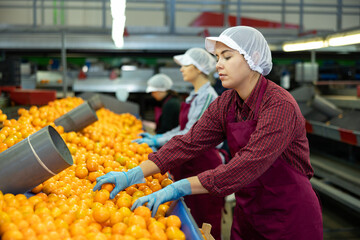 Professional young female worker of fruit processing factory checking fresh ripe tangerines on conveyor belt of sorting production line © JackF