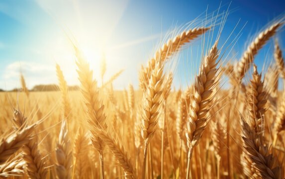 Sunny morning in a stunning wheat field. Generative AI