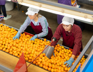 View from above of two professional female workers of fruit processing factory checking fresh ripe...