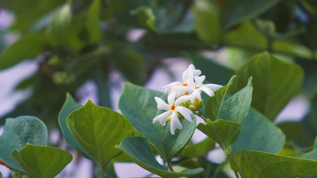 Fresh white flowers in the garden. Night-blooming jasmine also known as coral jasmine, shiuli, harshringar, hengra bubar. Selective focus, copy space.