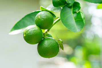 Close up view. Big round lemon there is Green stink bug or Chinavia hilaris perched. Which is pest...