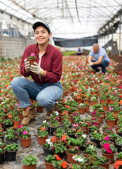 Female employee of large greenhouse checks young balsam shoots. Growing hardened plants, sending...