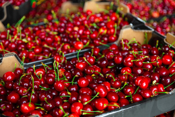 Freshly picked red ripe cherry in carton boxes at market