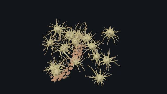 Astrocytes are a subtype of glial cells that make up the majority of cells in the human central nervous system