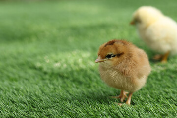 Cute chick on green artificial grass outdoors, closeup with space for text. Baby animal