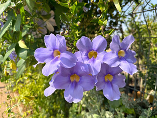 Beautiful flowering of a climbing plant Thunbergia grandiflora (Latin - Thunbergia grandiflora)