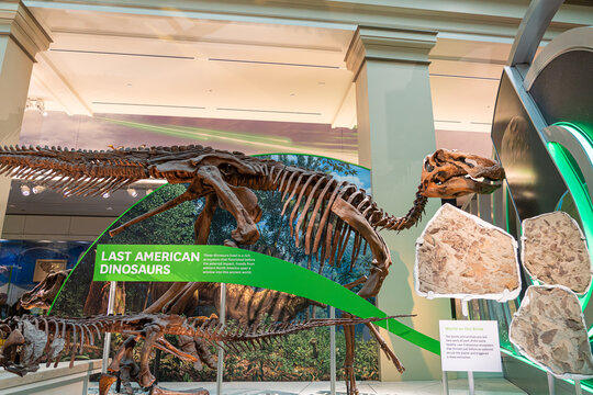Washington DC, April 8 2023 - Dinosaur fossil in north america exhibit in Smithsonian national museum of natural history, Washington D.C., USA