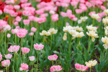 Flowers in a flower bed tulips. Greening the urban environment. Background with selective focus