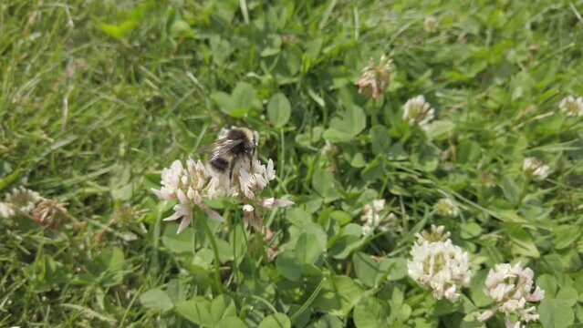 Bee pollinating in the summer