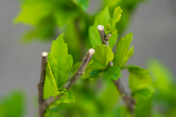 Pruned tree branches in the garden. Caring for plants and trees. Background with selective focus