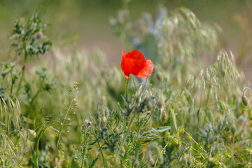 Fototapeta premium Poppy in the field. Background with selective focus and copy space