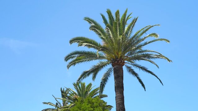 A tall palm tree against a background of a bright blue sky, video filmed from bottom to top.