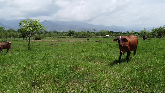 vaca peleando con un drone