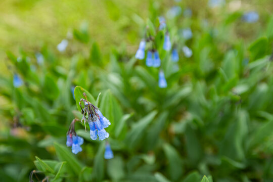 USA, Idaho, Hailey, Close-up of blue wildflowers along Carbonate Mountain Trail