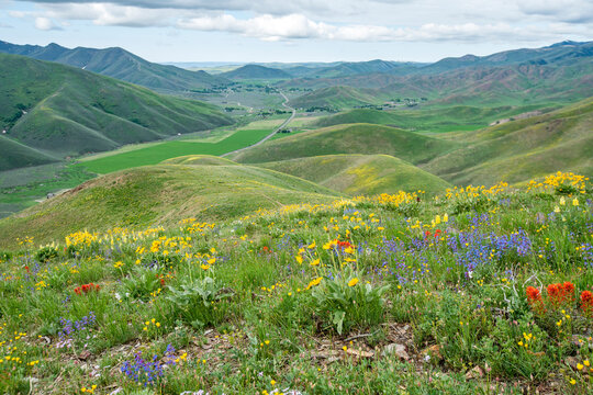 USA, Idaho, Hailey, Scenic landscape with wildflowers&nbsp;along Carbonate Mountain Trail