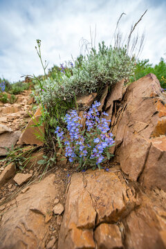 USA, Idaho, Hailey, Blue wildflowers against rock along&nbsp;Carbonate Mountain Trail&nbsp;